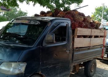 Polsek Pakuan Ratu Ringkus Pelaku Diduga Pencurian Tandan Sawit