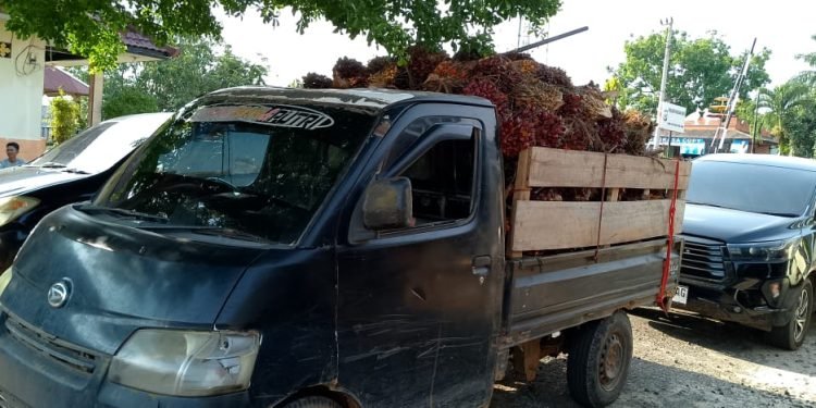 Polsek Pakuan Ratu Ringkus Pelaku Diduga Pencurian Tandan Sawit