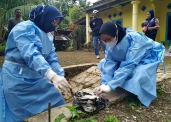 Hasil Uji Lab, Ratusan Ayam Mati  di Cigeulis Positif Flu Burung