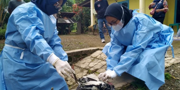 Hasil Uji Lab, Ratusan Ayam Mati  di Cigeulis Positif Flu Burung
