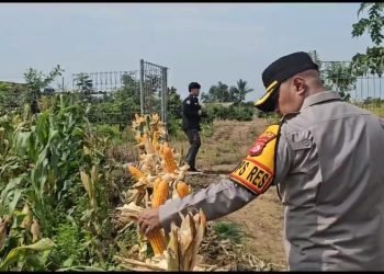 Kapolres Serang Cek Lokasi Persiapan Panen Raya Jagung Program Ketapang di Desa Mekarbaru
