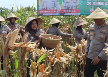 Polres Serang Polda Banten Bersama Petani Panen Raya Jagung di Lahan 10 Hektar