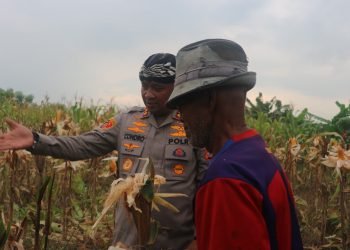 Program Ketapang: Kapolres Serang Dan Petani Panen 4 Ton Jagung