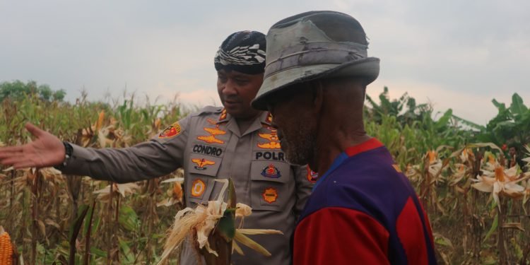 Program Ketapang: Kapolres Serang Dan Petani Panen 4 Ton Jagung