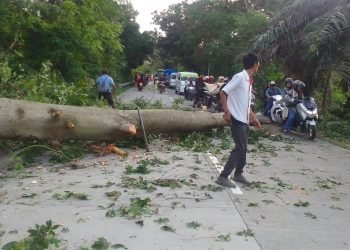 Personel Polsek Ciruas Evakuasi Pohon Tumbang