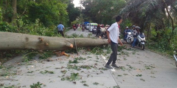 Personel Polsek Ciruas Evakuasi Pohon Tumbang