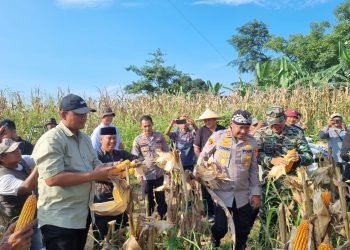 Lahan 2 Hektar Hasilkan 12 Ton, Kapolres Serang Panen Jagung di Cikande
