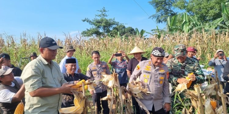 Lahan 2 Hektar Hasilkan 12 Ton, Kapolres Serang Panen Jagung di Cikande