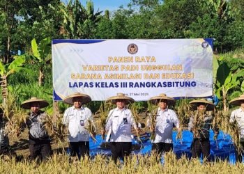 Lapas Produktif: Panen Raya di Rangkasbitung Buktikan Keberhasilan Program Ketahanan Pangan
