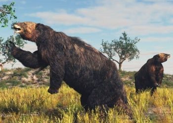 Kepunahan Kungkang Raksasa:  Peran Iklim dan Manusia