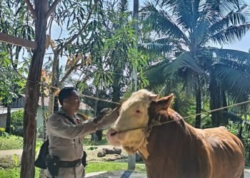 Sapi dari Riau, Kurban Presiden Prabowo di Idul Adha
