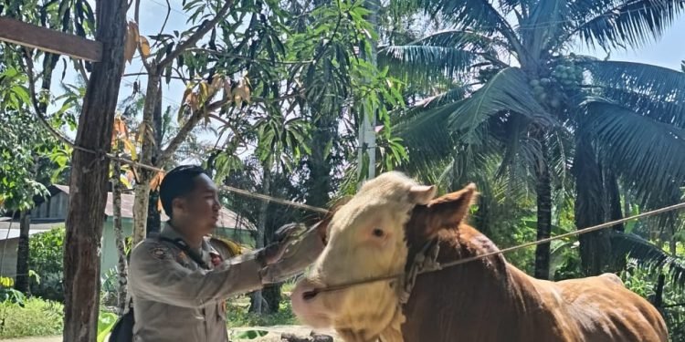 Sapi dari Riau, Kurban Presiden Prabowo di Idul Adha
