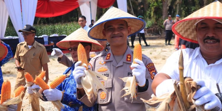Kapolres Kampar Pimpin Panen Raya Jagung, Dukung Ketahanan Pangan Nasional