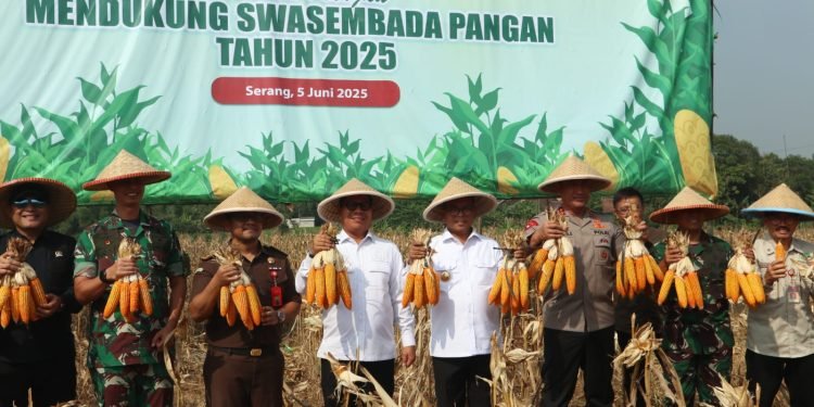 Banten Menuju Swasembada Pangan: Panen Raya Jagung Raih Sukses