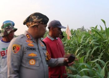 Panen Raya Diharapkan! Kapolres Serang Pantau Pertumbuhan Jagung