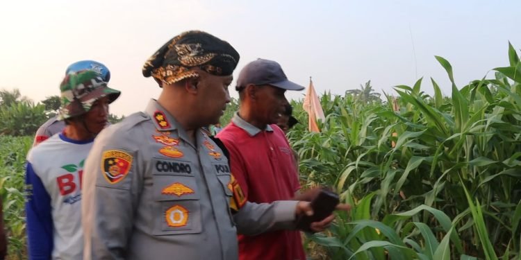 Panen Raya Diharapkan! Kapolres Serang Pantau Pertumbuhan Jagung