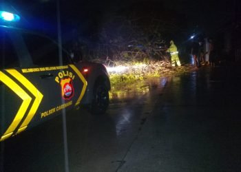 Aksi Cepat Polsek Carenang: Pohon Tumbang Dievakuasi Usai Hujan Lebat