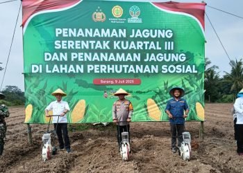 Serang: Penanaman Jagung Massal Dukung Ketahanan Pangan