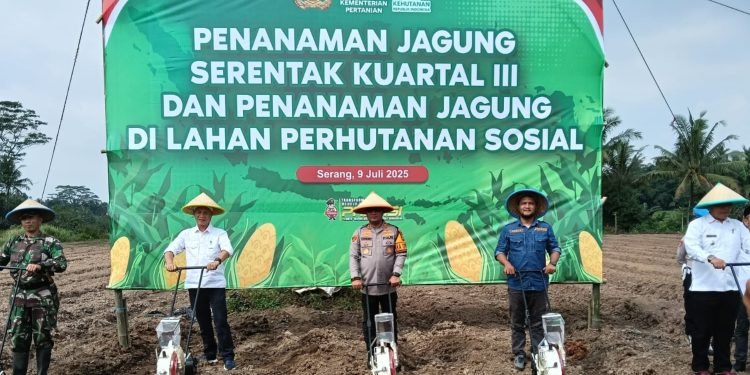 Serang: Penanaman Jagung Massal Dukung Ketahanan Pangan