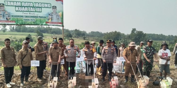 Kapolres Serang Tanam Jagung 1,5 Hektar, Dukung Ketahanan Pangan Nasional