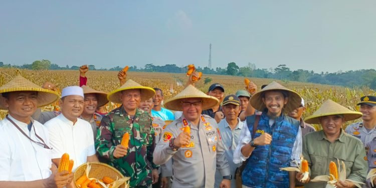 Panen Raya Jagung Polres Serang: Bukti Nyata Sinergi Polri dan Petani Wujudkan Swasembada Pangan!