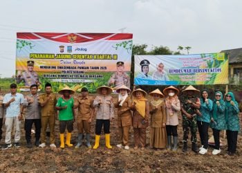 Sinergi Kuat di Kibin: Polsek Cikande dan BUMDes Ketos Pacu Produktivitas Jagung
