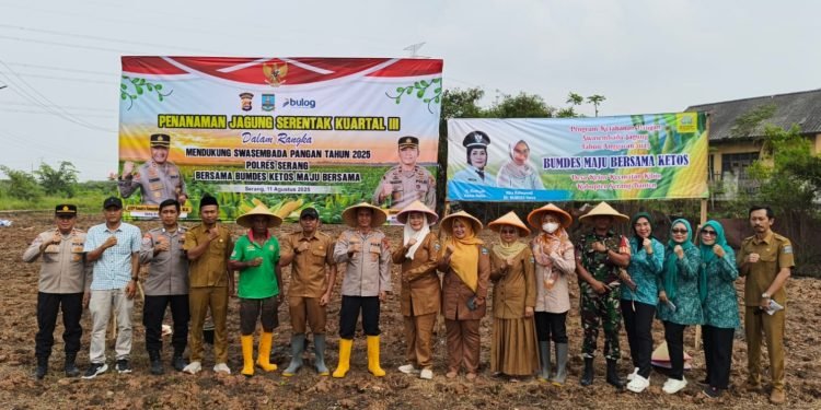 Sinergi Kuat di Kibin: Polsek Cikande dan BUMDes Ketos Pacu Produktivitas Jagung