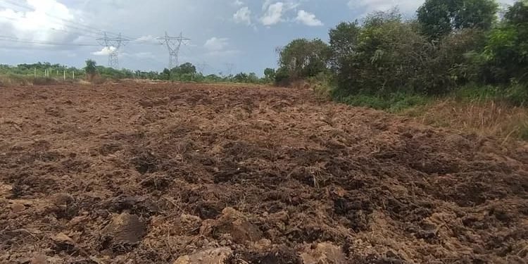 Aroma Tak Sedap di Puri Permata: Warga Protes Penggunaan Pupuk Kotoran Ayam di Lahan Pertanian Lurah