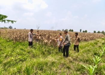 Panen Raya Jagung Polres Serang, Bukti Nyata Dukung Swasembada Pangan!