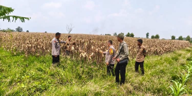 Panen Raya Jagung Polres Serang, Bukti Nyata Dukung Swasembada Pangan!