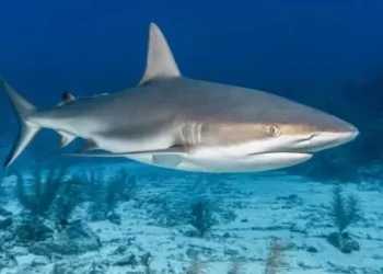 Daging Hiu: Enak Tapi Berbahaya?