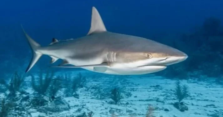 Daging Hiu: Enak Tapi Berbahaya?