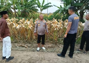 Polres Serang Gelar Panen Raya Jagung Akbar: Wujud Nyata Dukungan Ketahanan Pangan Nasional!