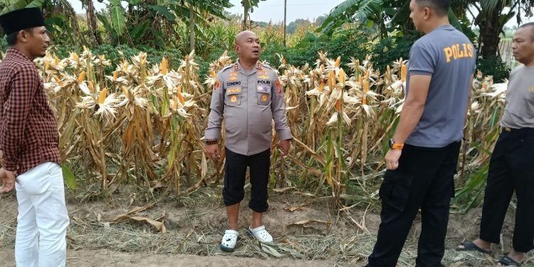 Polres Serang Gelar Panen Raya Jagung Akbar: Wujud Nyata Dukungan Ketahanan Pangan Nasional!