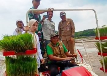 Ratu Zakiyah Turun ke Sawah: Bupati Serang Kawal Langsung Gerakan Tanam Padi Modern di Kramatwatu