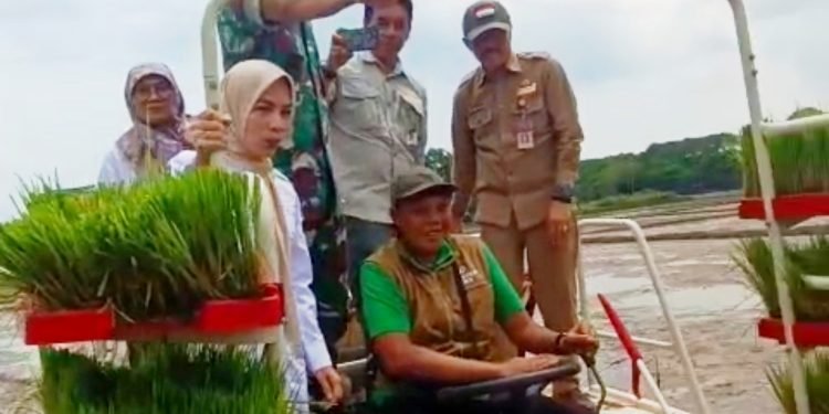 Ratu Zakiyah Turun ke Sawah: Bupati Serang Kawal Langsung Gerakan Tanam Padi Modern di Kramatwatu