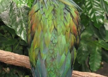 Ironis! Burung Junai Emas Diperdagangkan: Kemenhut Selamatkan Satwa Langka dari Kepunahan!