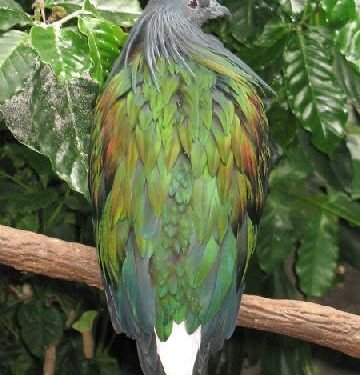 Ironis! Burung Junai Emas Diperdagangkan: Kemenhut Selamatkan Satwa Langka dari Kepunahan!