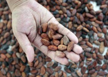 Dana MBG Tak Terserap Jadi Angin Segar bagi Petani Kelapa dan Kakao: Ini Rencana Pemerintah