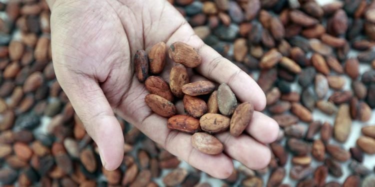 Dana MBG Tak Terserap Jadi Angin Segar bagi Petani Kelapa dan Kakao: Ini Rencana Pemerintah