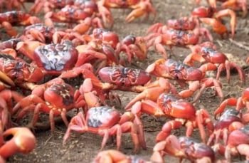 “Karpet Merah” dari Pulau Christmas: Jutaan Kepiting Kembali Berpesta Menuju Laut!