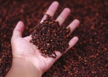 Indonesia Krisis Cengkeh Sehat? Radioaktif Gegerkan Pasar AS, Industri Rempah dalam Bahaya!