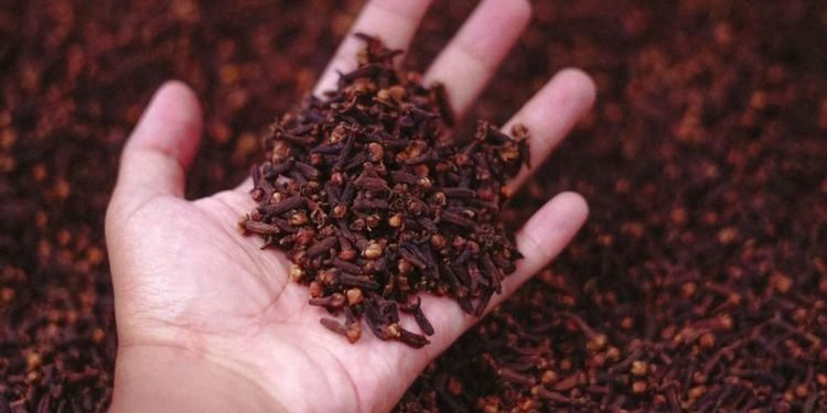 Indonesia Krisis Cengkeh Sehat? Radioaktif Gegerkan Pasar AS, Industri Rempah dalam Bahaya!