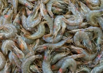 Udang RI Ditolak AS karena Radioaktif? Setelah Diperiksa, Ternyata Aman Dikonsumsi!