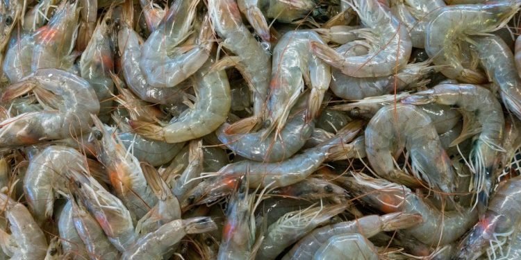 Udang RI Ditolak AS karena Radioaktif? Setelah Diperiksa, Ternyata Aman Dikonsumsi!