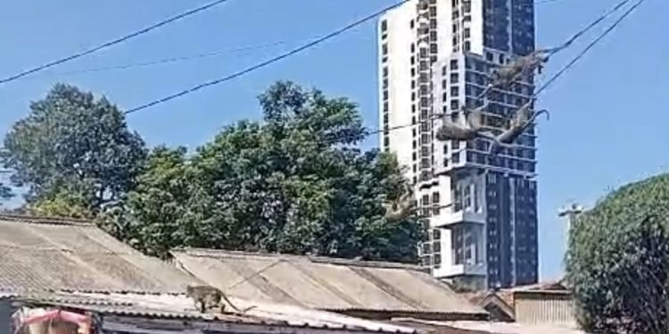 Warga Rawa Buntu Resah Dihantui Kawanan Monyet Liar