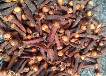 Lampung Jadi Sorotan! Cengkeh RI Terkontaminasi Cesium-137, Apa yang Terjadi?