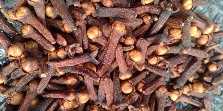 Lampung Jadi Sorotan! Cengkeh RI Terkontaminasi Cesium-137, Apa yang Terjadi?