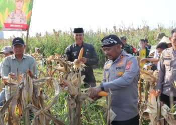 112 Ton Jagung Mengalir ke Bulog, Polres Serang Ukir Prestasi di Tengah Pandemi