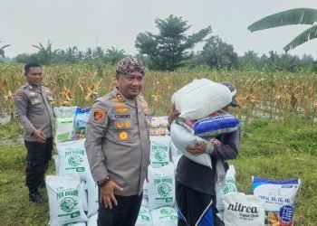 Panen Jagung di Silebu: Kapolres Serang Buktikan Sinergi Polri-Masyarakat Tingkatkan Ketahanan Pangan!